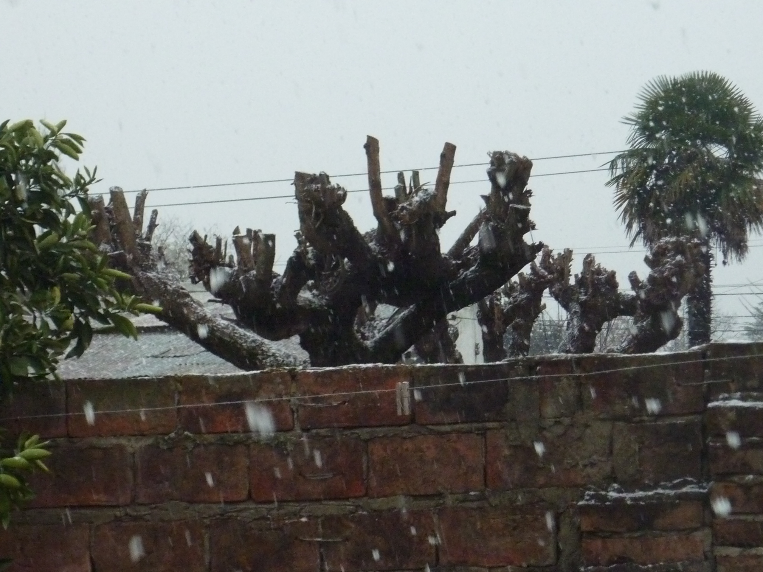 fotos/2010-07-18 - Nevada  y carneada/P1010265.JPG